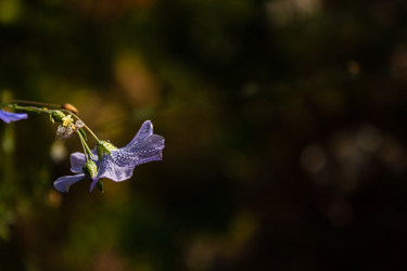 Similar image 21120728