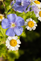 Similar image 21120730