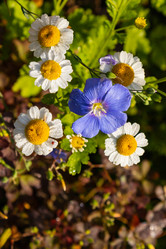 Similar image 21120731