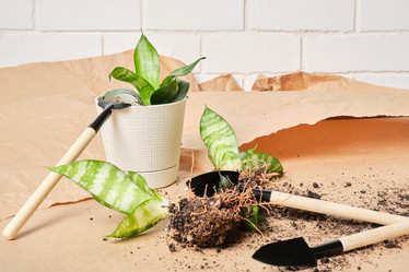 Similar image 21097646