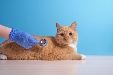 Similar image 21097939