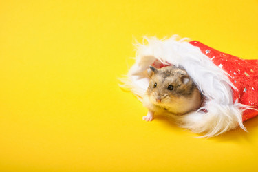 Similar image 21095996