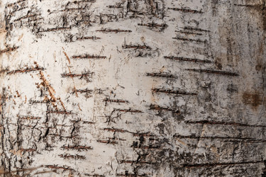 Similar image 21120314