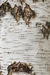 Similar image 21120610