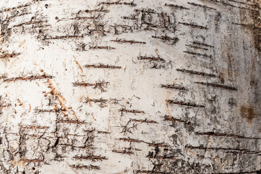 Similar image 21120611