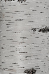 Similar image 21120613