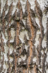 Similar image 21120614