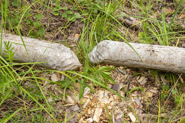 Similar image 21120616