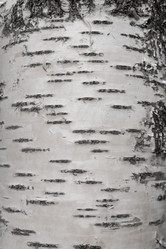 Similar image 21120754