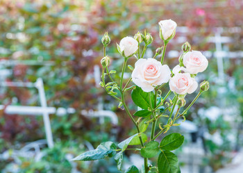 Similar image 21095596