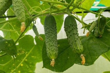 Similar image 21120317