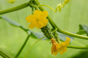 Similar image 21120625