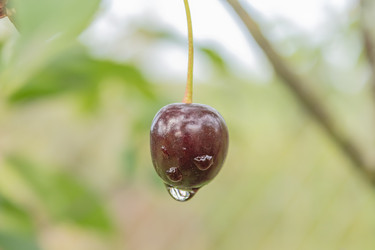 Similar image 21120630