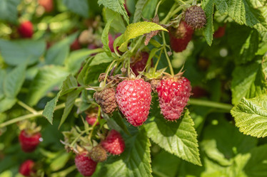 Similar image 21120635