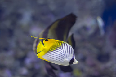 Similar image 21081726