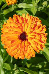 Similar image 21120324