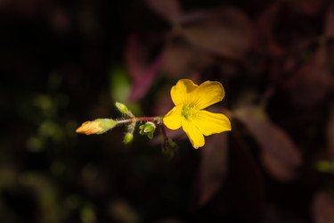 Similar image 21120330