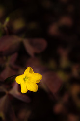 Similar image 21120332