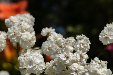 Similar image 21120334