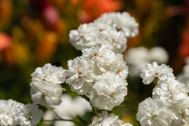 Similar image 21120336