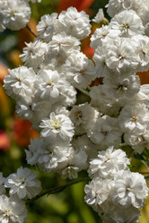 Similar image 21120339