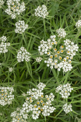 Similar image 21120401