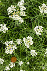 Similar image 21120404