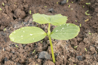 Similar image 21120423