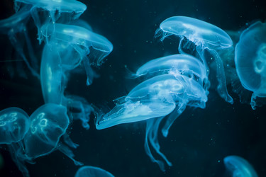 Similar image 21081502