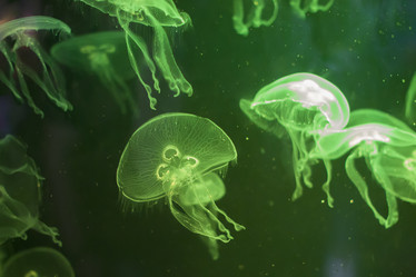 Similar image 21081507