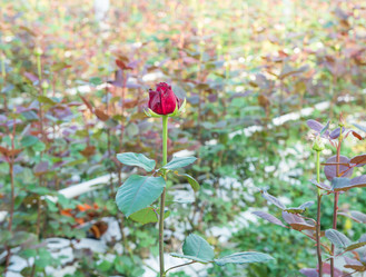 Similar image 21084989