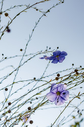 Similar image 21120826