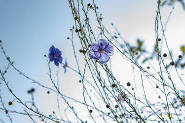 Similar image 21120830