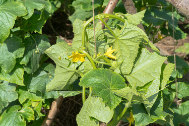 Similar image 21106461