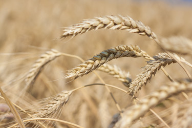 Similar image 21090606