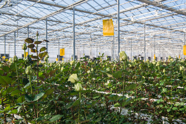 Similar image 21106562