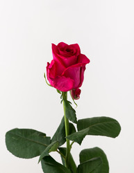 Similar image 21106634