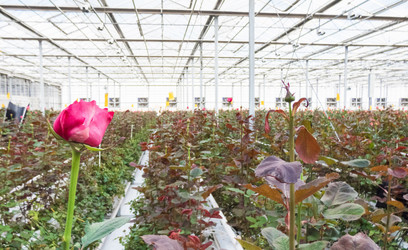 Similar image 21111224