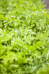 Similar image 21111505