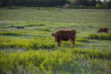 Similar image 21111527