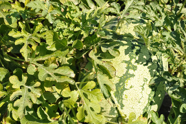 Similar image 21083219