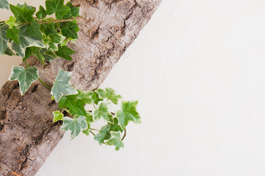 Similar image 21100832