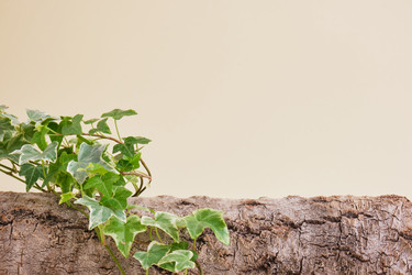 Similar image 21101904