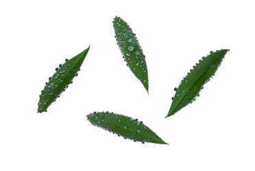 Similar image 21087517