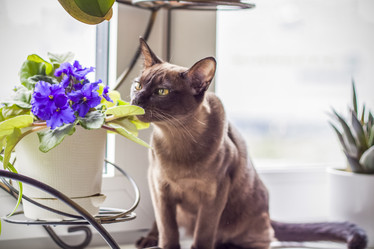 Similar image 21092165