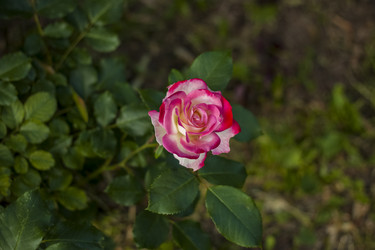 Similar image 21092178