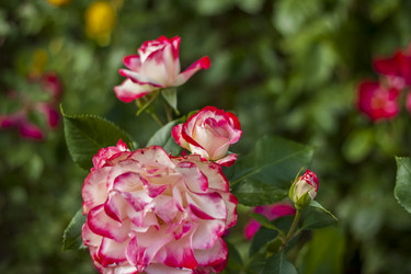 Similar image 21092181