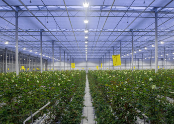 Similar image 21113077