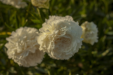 Similar image 21090541