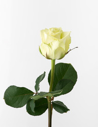 Similar image 21113606